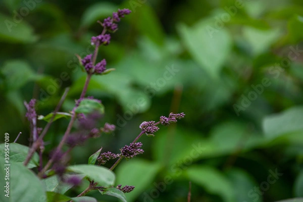 Fototapeta Callicarpa is a genus of shrubs and small trees in the family Lamiaceae.