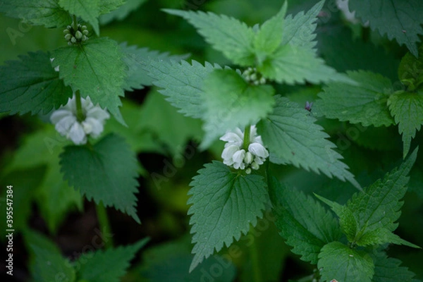 Fototapeta Lamium album, commonly called white nettle or white dead-nettle, is a flowering plant in the family Lamiaceae.