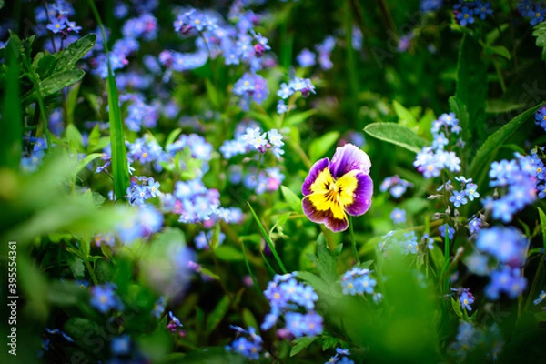 Obraz Closeup of Myosotis sylvatica and Violet flowers, little blue Forget-me-not flowers on a blurred background. Environmental care concept