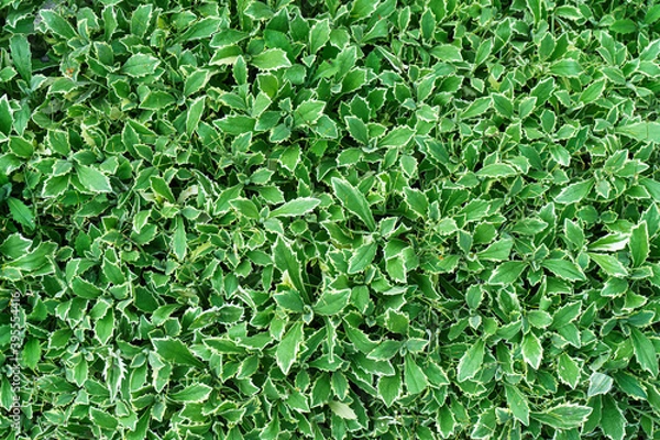 Obraz Closeup nature view of green leaves pattern layout design. Ecology natural creative concept.