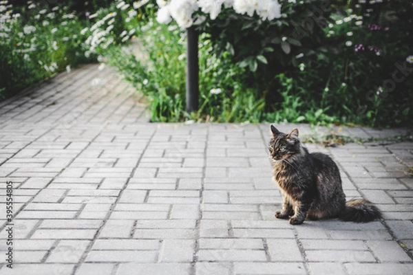 Obraz A gray striped domestic cat sits on a stone-paved walkway in a garden.  Summer. Sunny day