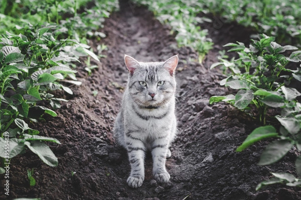 Obraz A gray striped domestic cat sits on the ground between bushes. The cat looks into the camera. Summer. sunny day