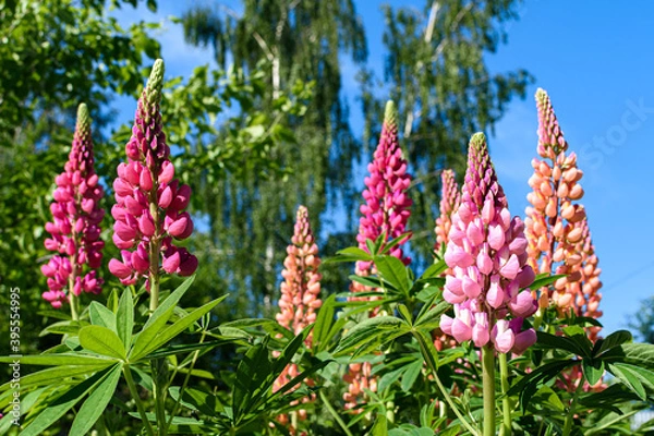 Obraz Flower spikes of beautiful pink lupins in a garden