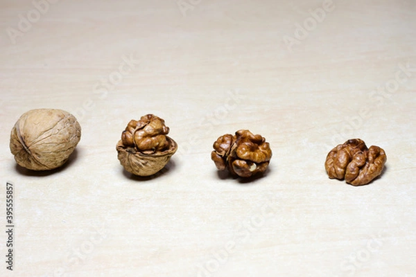 Obraz nut stages1