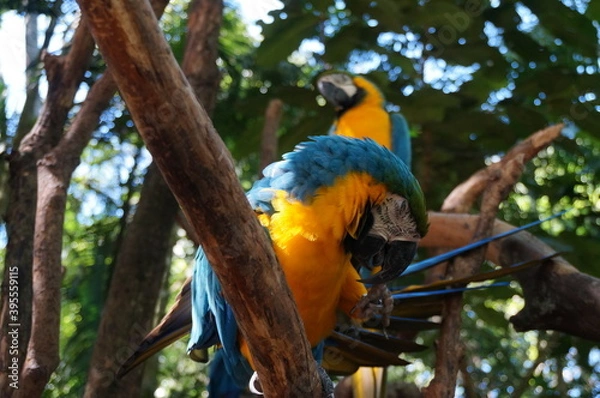Obraz blue and yellow macaw ara