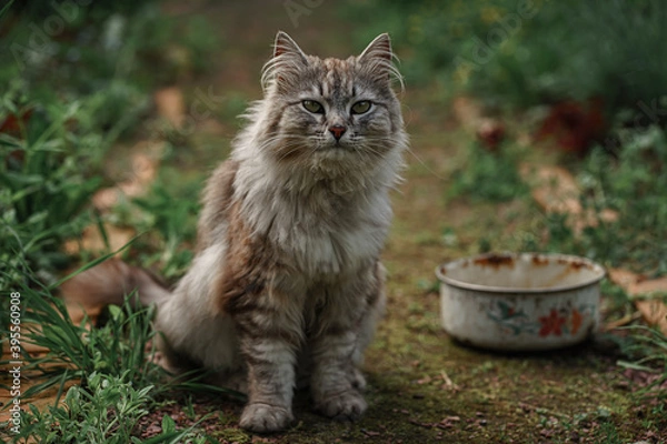 Obraz Gray tabbed beautiful feline cat. Domestic animal. A pet in nature. Bokeh. The village, the park. Summer.