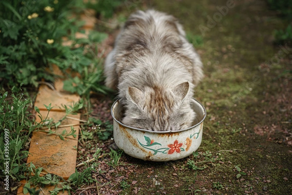 Obraz Gray tabbed beautiful feline cat. Domestic animal. A pet in nature. Bokeh. The village, the park. Summer.