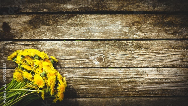 Obraz Bouquet of yellow dandelions on an old wooden table. Top view with copyspace. Dandelions close-up. Alternative medicine concept, herbal medicine concept