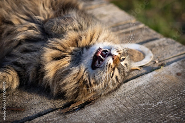 Obraz Cute fluffy cat lies on a wooden bench with his mouth open and shows his fangs