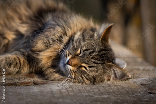 Obraz Fluffy cat lies and sleeps on a wooden table on a summer sunny day