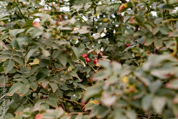 Fototapeta Ripe red rosehip berries among the branches with green leaves and thorns. Nature in autumn during the harvest season for drying and storage