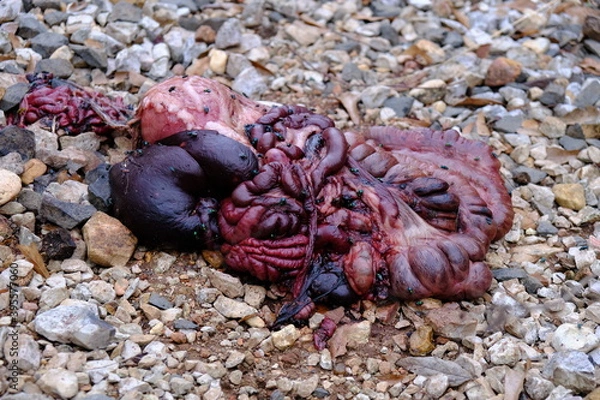 Obraz cow guts gore