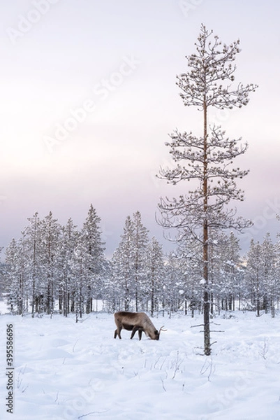 Fototapeta Reindeer in Lapland, Finland, next to large tree