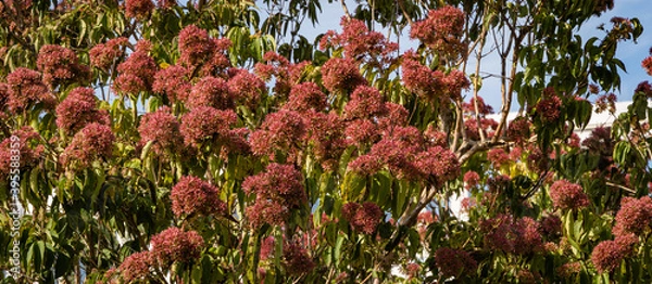 Fototapeta Red flowers on Heptacodium miconioides or Seven son flower trees. Close-up. Bougainvillea Fountain. Recreation Area. Public city park of Krasnodar or "Galitsky Park" for recreation and walks.
