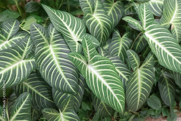 Fototapeta Green leaves with sunlight as a background in the forest (Syngonium podophyllum, Tricolor Nephthytis,Araceae, xanthosoma), Ecological Concept. close up