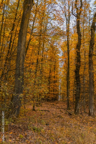 Fototapeta Elfringhauser Schweiz