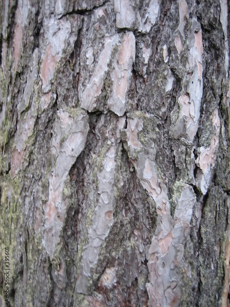 Obraz kiefer - baumrinde