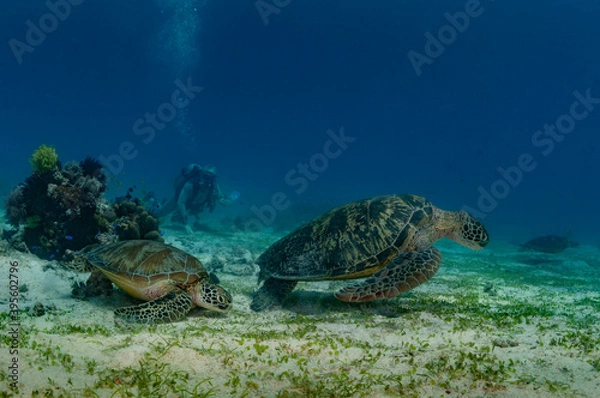 Fototapeta Diver among turtles