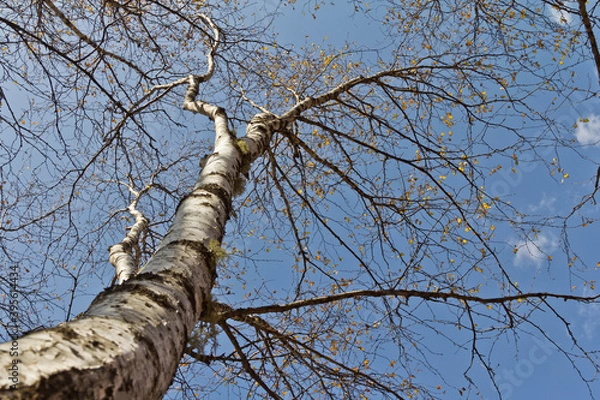 Obraz tree in the forest