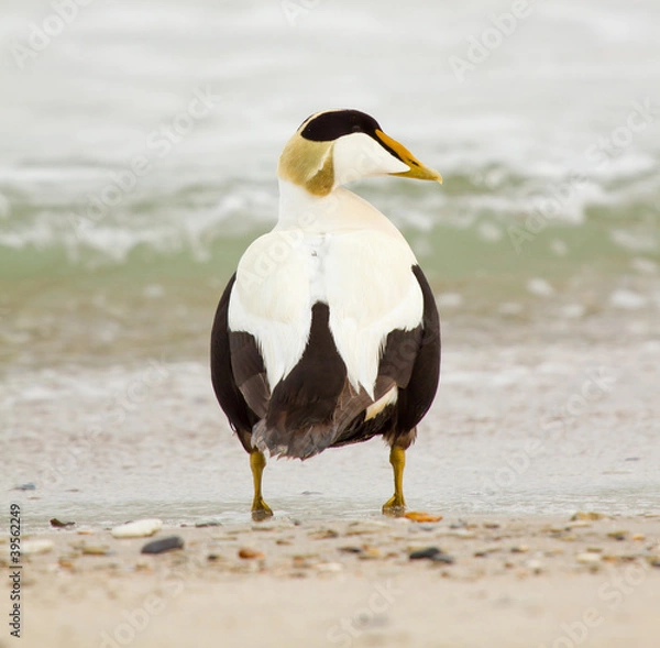 Fototapeta A common eider