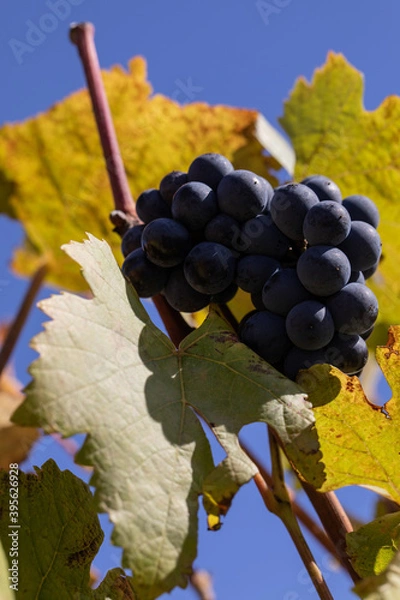 Obraz Waiting to be bottled