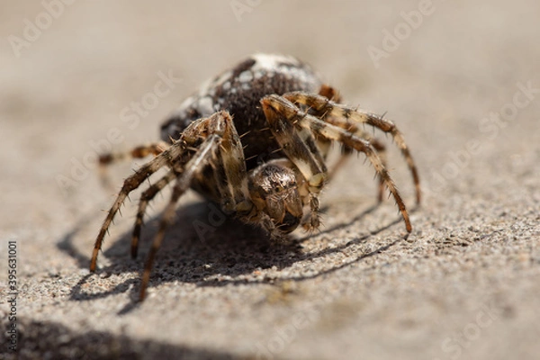 Obraz Spider-warrior