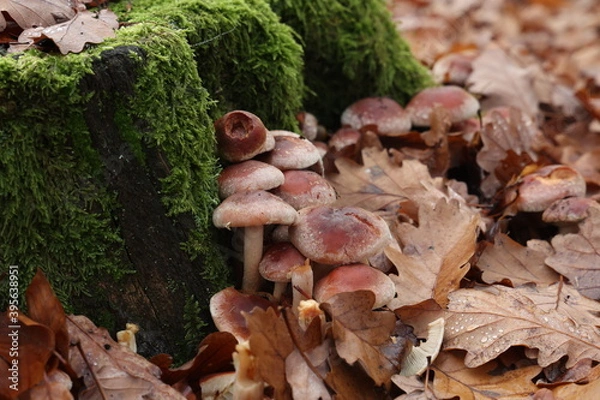 Obraz Autumn mushrooms grow in the forest on a stump