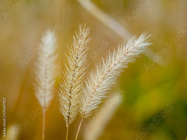 Fototapeta 枯れ猫じゃらし