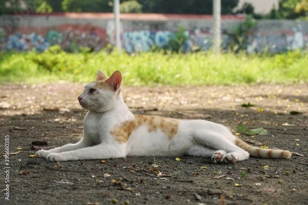 Fototapeta cat on the ground