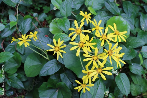 Obraz ツワブキの黄色い花