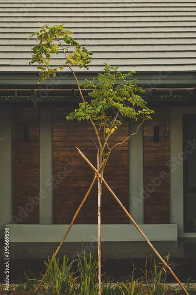 Fototapeta window with flowers in the garden