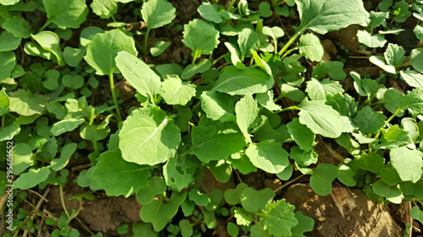 Fototapeta 한국 제주도 유채 새싹