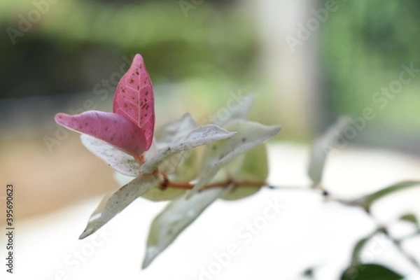 Obraz butterfly on a branch