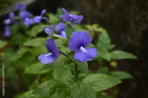 Obraz blue iris flower