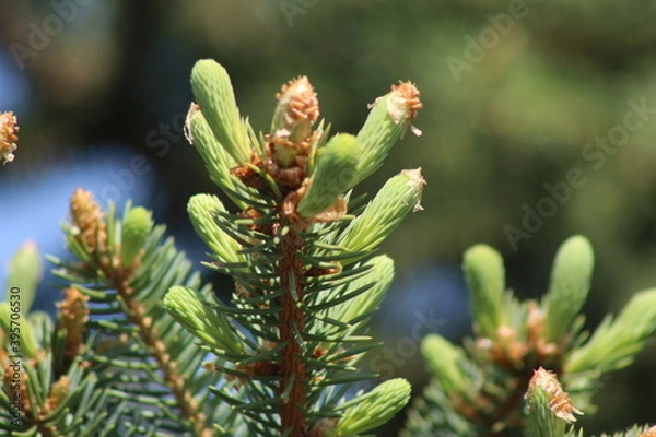 Fototapeta firs and fir trees with cones and needles