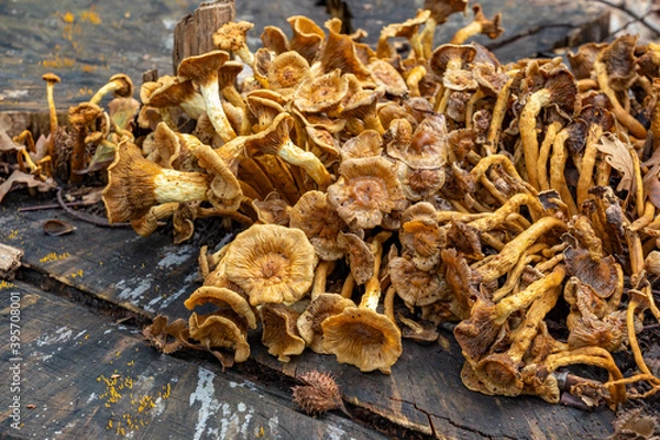Fototapeta This dead tree stump in park De Horsten in Wassenaar is covered with a large group of chanterelles (Cantharellus cibarius) and in the foreground the Yellow horn (Caloreca cornea)