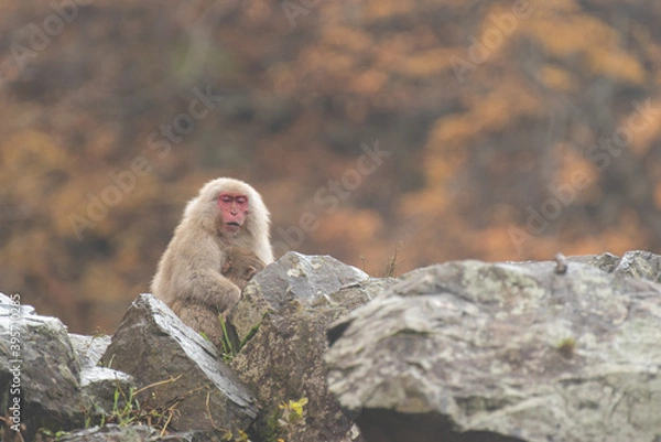 Obraz 岩の上のニホンザルの親子