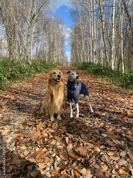 Obraz 秋と犬の散歩道