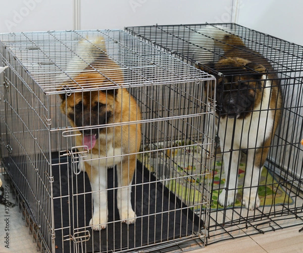 Fototapeta  Two purebred dogs in metal cages. dog show. Dog shelter. The relationship between humans and animals. Experiments on animals.