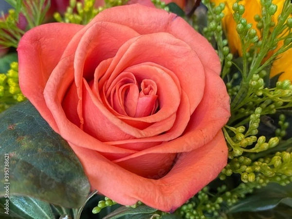 Obraz Salmon Colored Rose