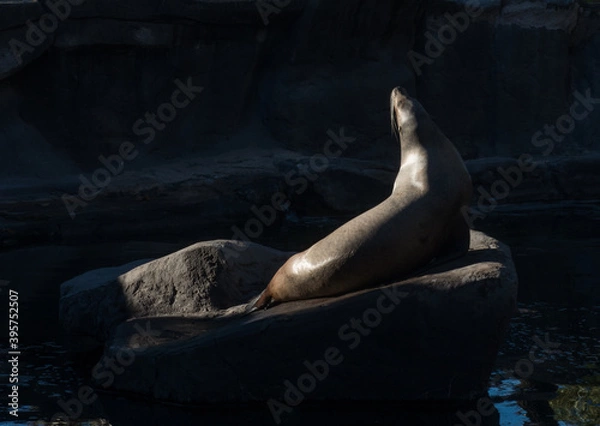 Obraz Sea lion sun bathing