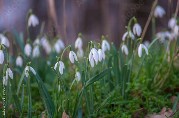 Obraz Snowdrops