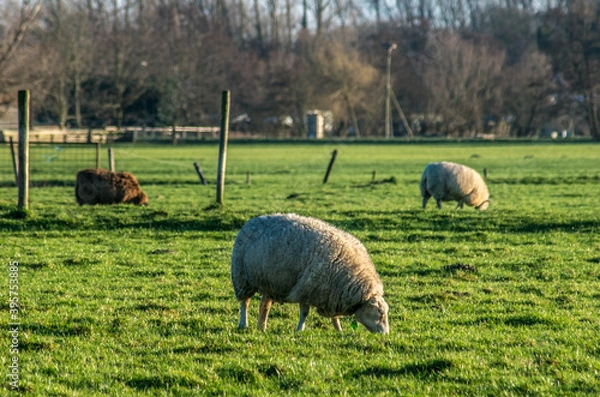 Obraz Sheep grazing