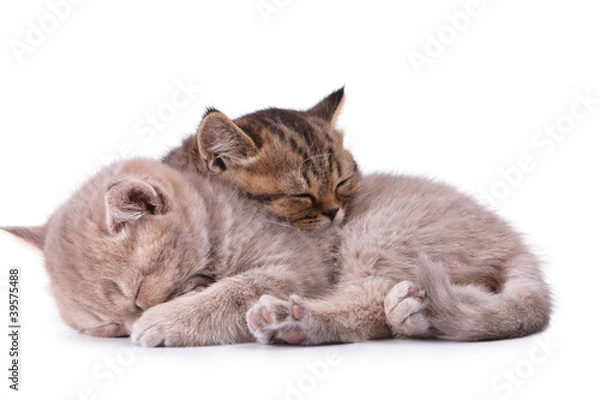 Obraz Two beautiful young sleeping kitten one on another