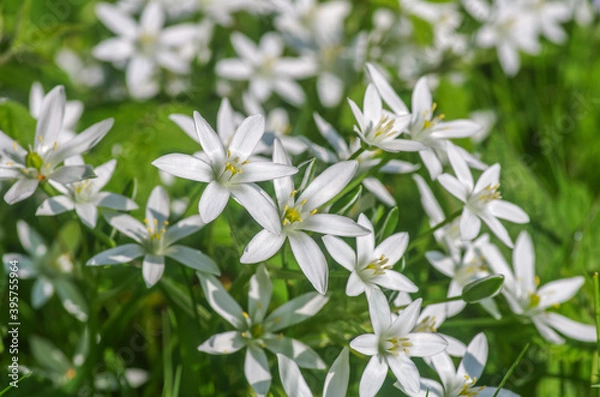Obraz White flower field