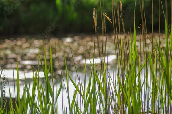 Obraz River side reeds