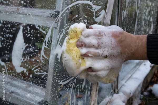 Fototapeta Man washes the inside of a greenhouse conservatory glass windows with a soapy sponge.