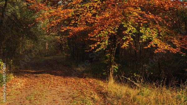 Fototapeta Tree with brown and yellow leaves on a sunny autumn day.