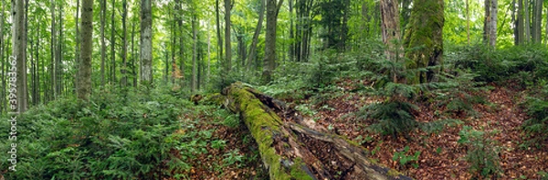 Fototapeta Green primeval forest in summer in Stuzica, Poloniny national park, Slovakia. Wide angle panoramic scenery with old and young trees of multiple species.