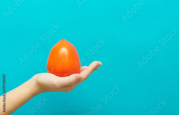 Fototapeta Fruit of oriental persimmon, Diospyros kaki, held in hand on blue background with copy space